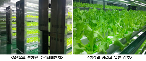 농촌진흥청, '식물공장' 국제성모병원에 설치 지원