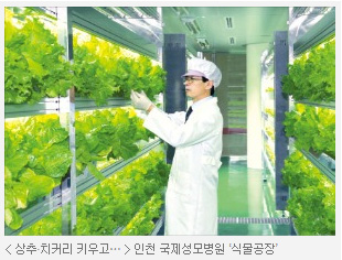 국제성모병원 식물공장(마리스가든) - 첫 번째 처방전은 '힐링'…여기는 병원입니다
