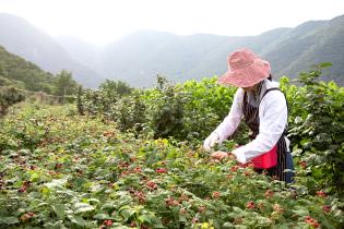 텃밭 활동하면 불면증 치료된다 “수면의 질과 형태 크게 개선”