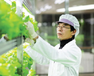 가톨릭관동대학교 국제성모병원 마리스가든 친환경 채소, 안전하게 키워 환자에게 공급합니다