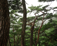 [모집] 신경과 - 신체적 약자에 대한 산림치유 프로그램 개발 및 신체적, 생리적, 심리적 효과 검증 임상시험 대상자 모집
